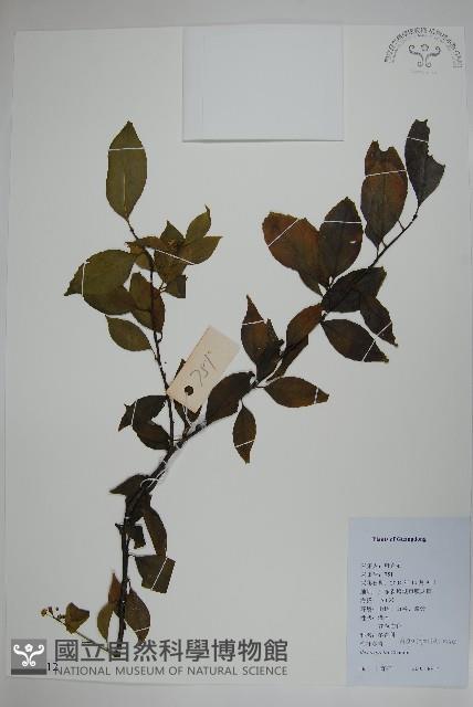 燈稱花、烏雞骨藏品圖，第1張