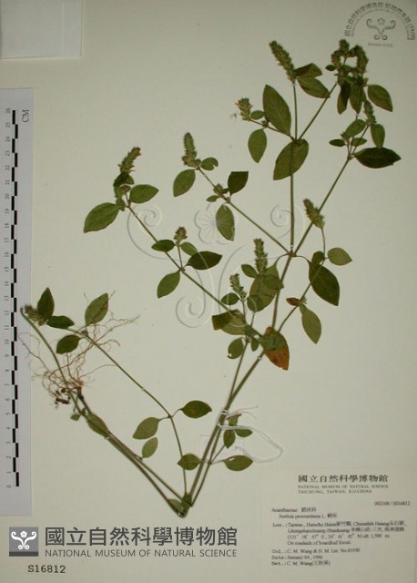 爵床藏品圖，第1張