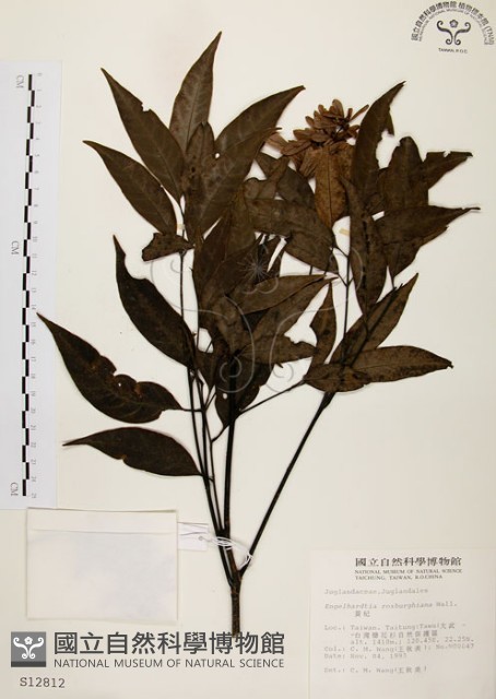 黃杞藏品圖，第1張