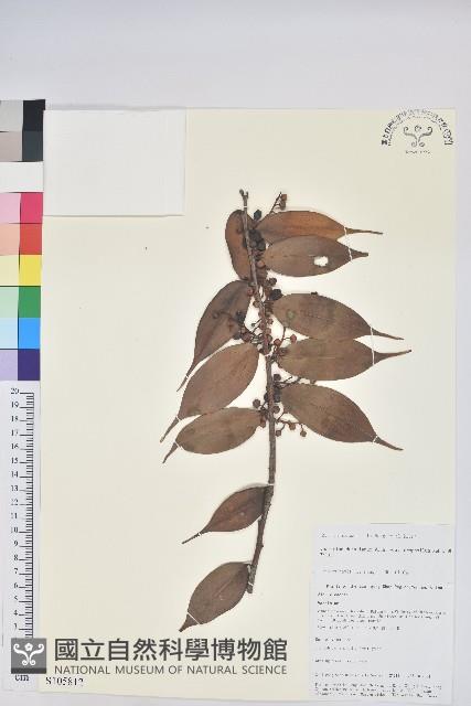 尾葉越橘藏品圖，第1張