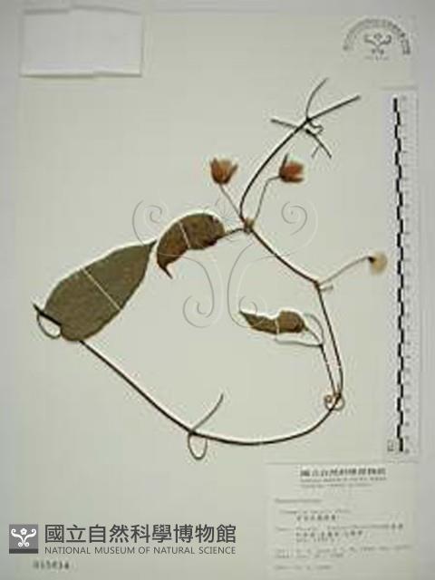 亨利氏鐵線蓮藏品圖，第1張