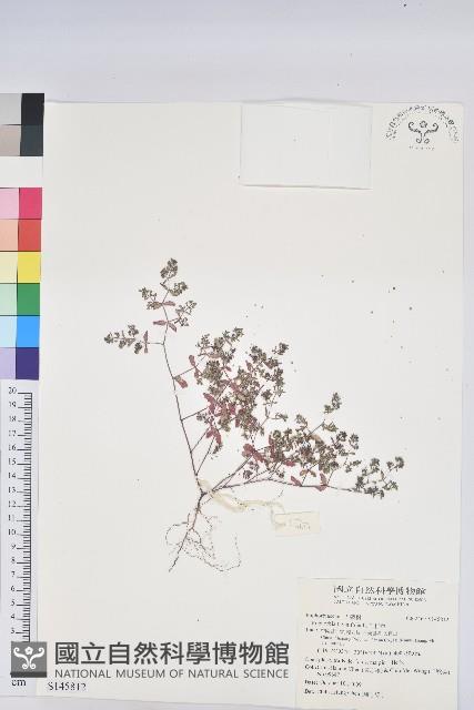 千根草藏品圖，第1張