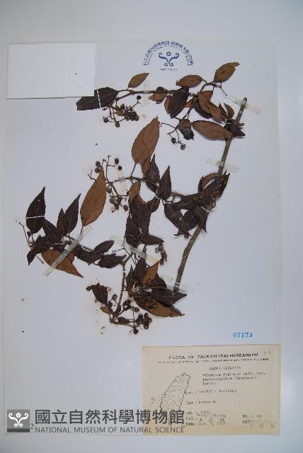 狹葉莢迷藏品圖，第1張