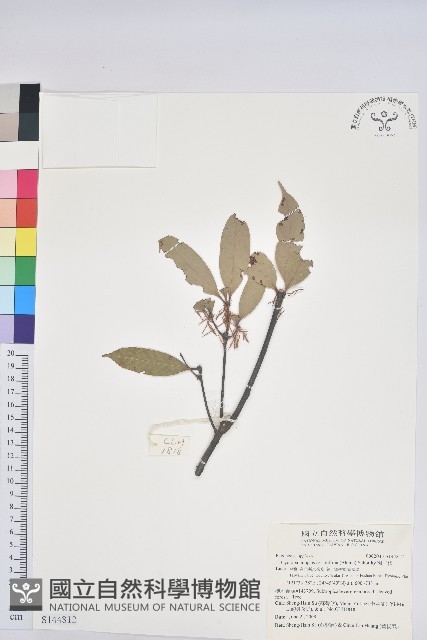 毽子櫟藏品圖，第1張
