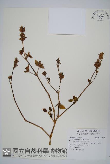 六角英, 槍刀菜藏品圖，第1張