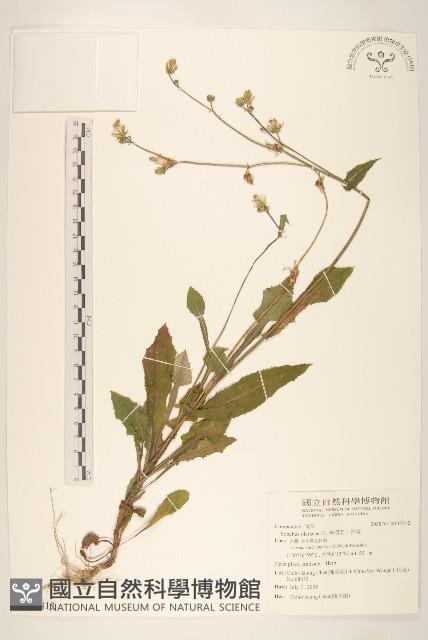 苦滇菜、苦菜藏品圖，第1張