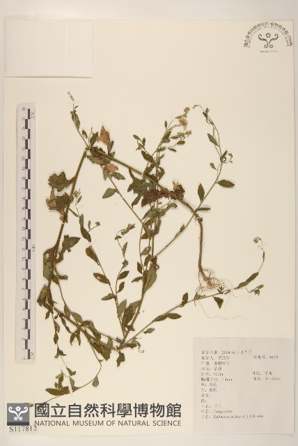 雞兒腸藏品圖，第1張