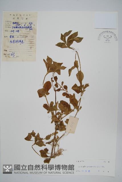 假川牛膝藏品圖，第1張