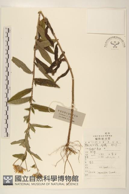 旋覆花藏品圖，第1張