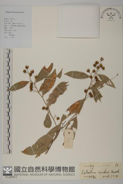 南華南蛇藤，青江藤藏品圖，第1張