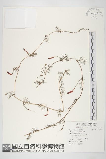 蔦蘿藏品圖，第1張