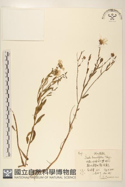 線葉旋覆花藏品圖，第1張