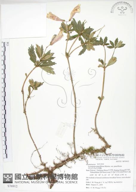 石吊蘭、吊石苣苔藏品圖，第1張