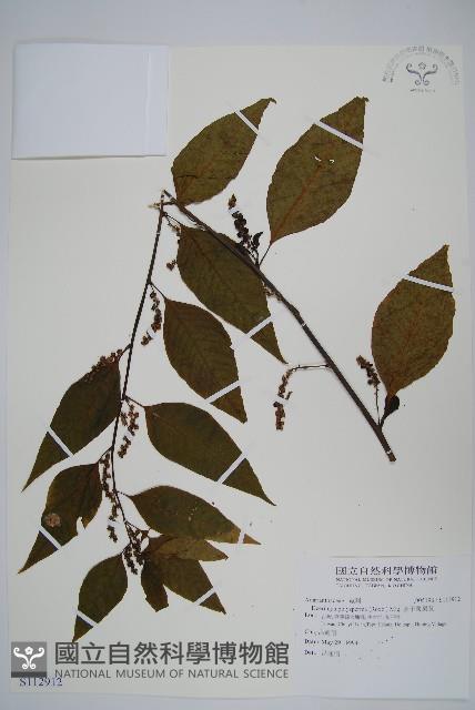 多子漿果莧藏品圖，第1張