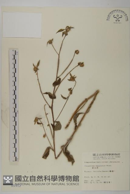 黃金珠藏品圖，第1張