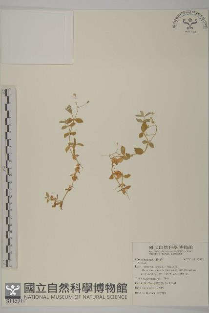 登錄號:S115912藏品圖，第1張