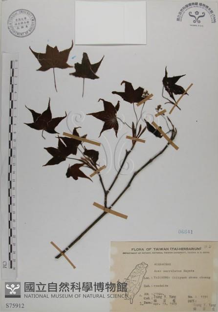 青楓藏品圖，第1張