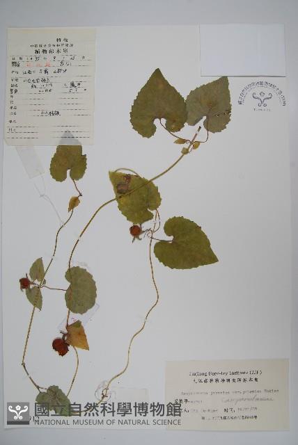 金錢豹藏品圖，第1張