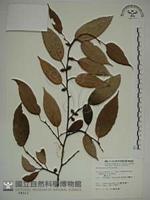 珍珠蓮藏品圖，第1張