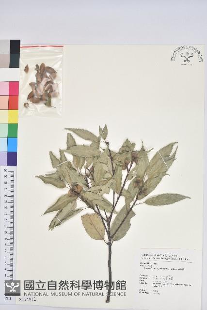 青剛櫟、鐵椆藏品圖，第1張