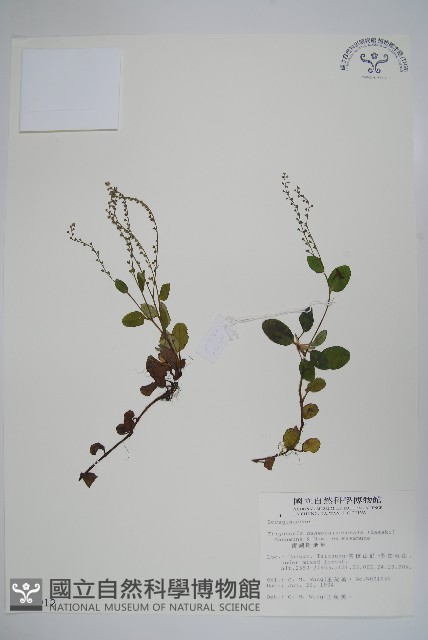 南湖附地草藏品圖，第1張