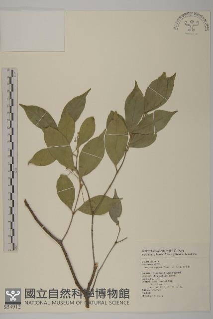 大丁黃藏品圖，第1張