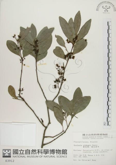 魯花樹藏品圖，第1張