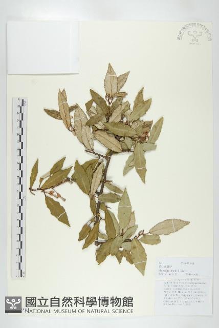 長葉胡頹子藏品圖，第1張