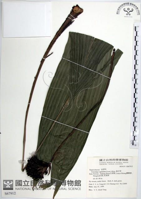 船子草、船仔草藏品圖，第1張