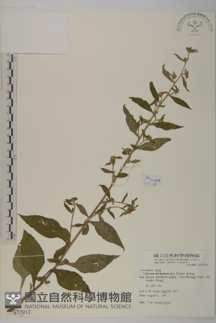 煙管草藏品圖，第1張