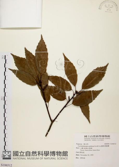 青剛櫟藏品圖，第1張