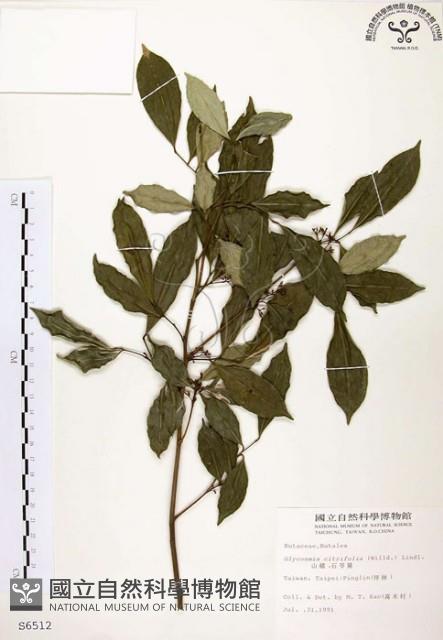 石苓舅藏品圖，第1張