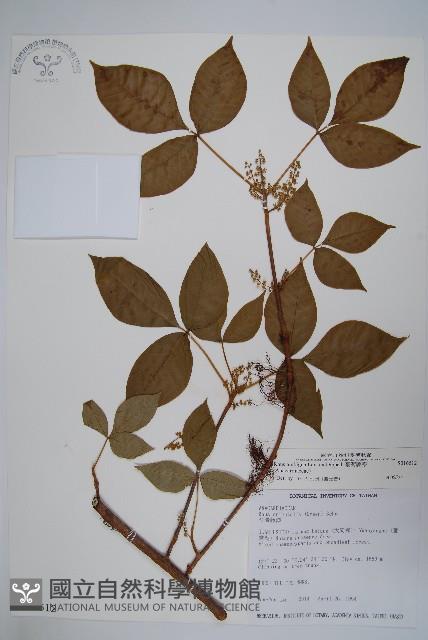 臺灣藤漆藏品圖，第1張