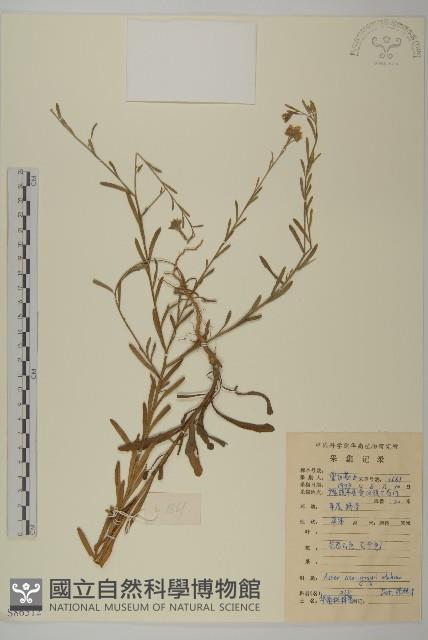 華南鐵桿蒿藏品圖，第1張