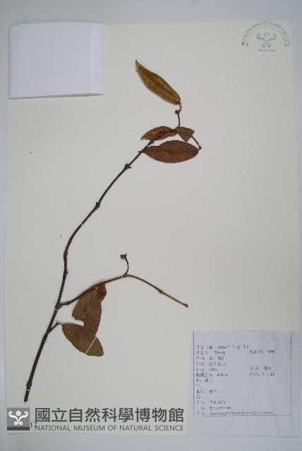 銹毛絡石藏品圖，第1張