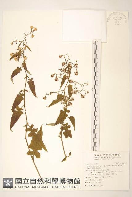 裂葉蔓黃菀藏品圖，第1張