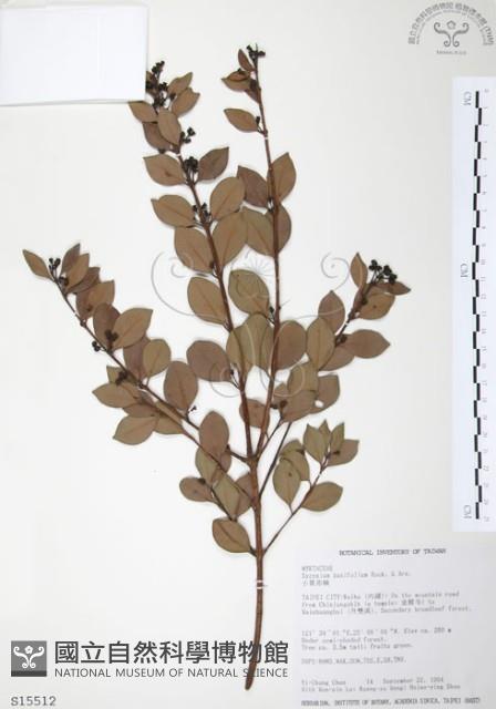 小葉赤楠藏品圖，第1張