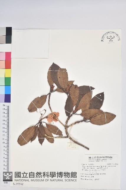 台灣高山杜鵑藏品圖，第1張