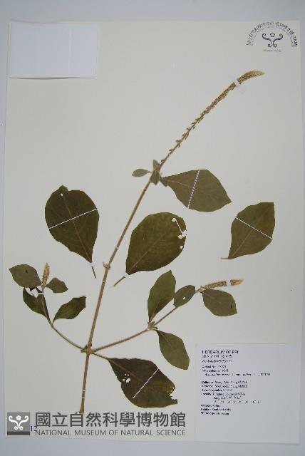 印度牛膝、土牛藤藏品圖，第1張