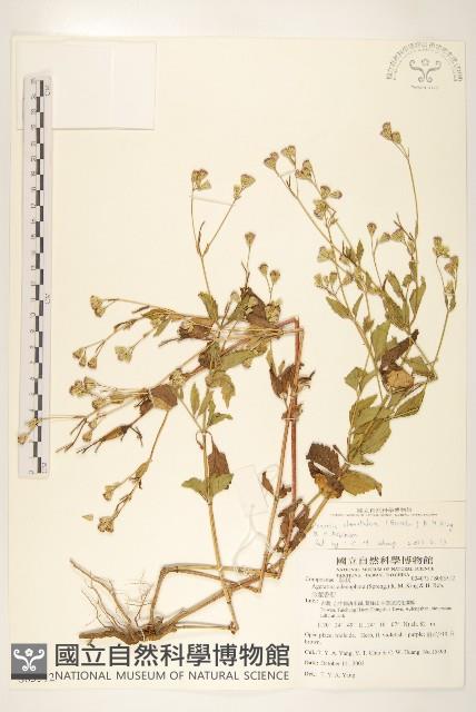 貓腥草藏品圖，第1張