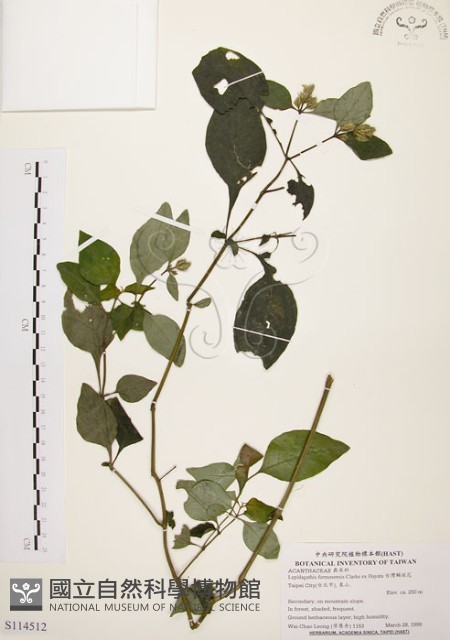 臺灣鱗球花藏品圖，第1張