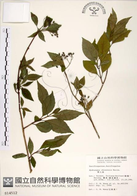 華八仙藏品圖，第1張