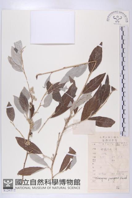 胡頹子藏品圖，第1張