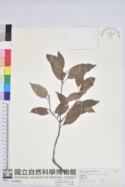 錐果櫟藏品圖，第1張