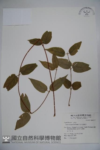 忍冬、金銀花藏品圖，第1張