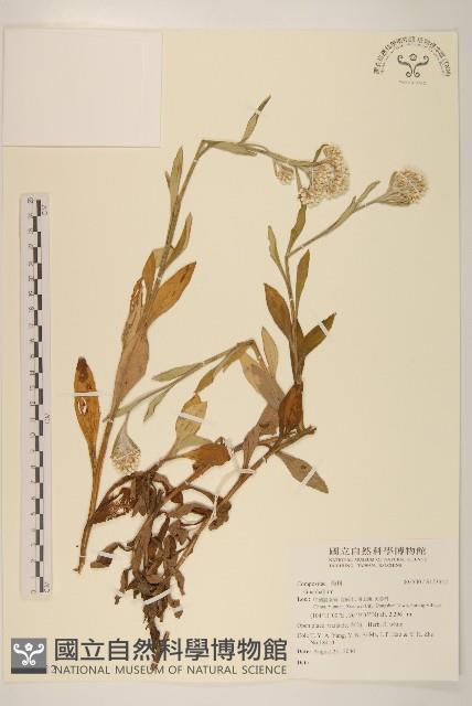 登錄號:S123512藏品圖，第1張