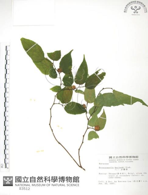 小構樹藏品圖，第1張