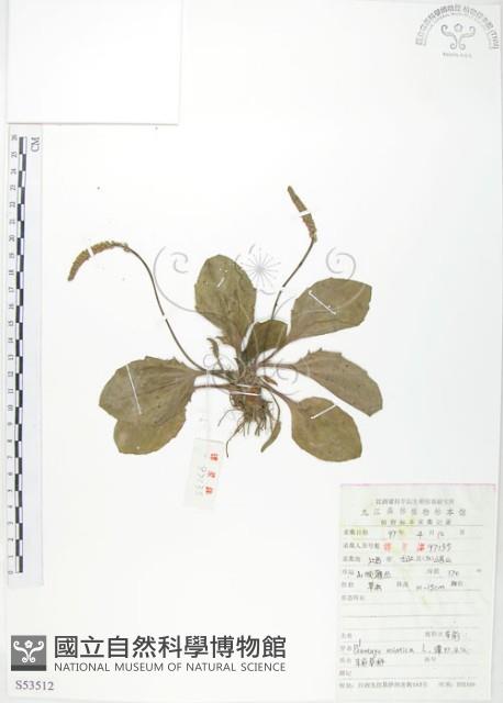 車前草藏品圖，第1張