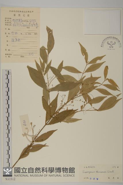 中國衛矛藏品圖，第1張