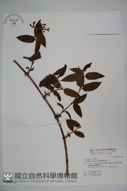 阿里山忍冬、漸尖葉忍冬藏品圖，第1張
